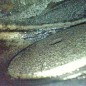 LADA Vesta SW Cross